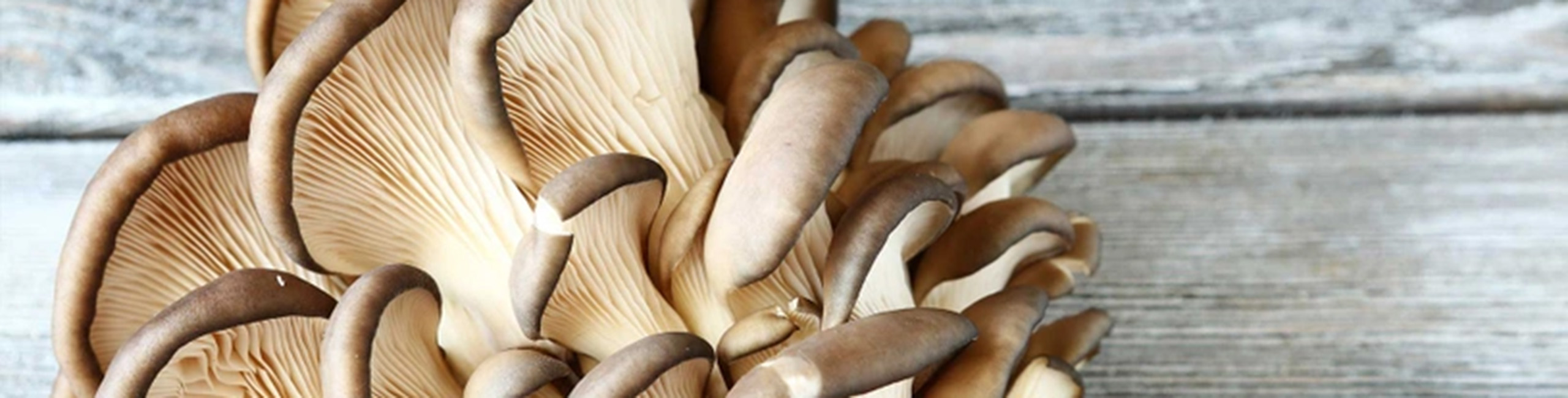 Bukovača, jedan od glavnih sastojaka u proizvodima Defendyl-Imuno&glukan.