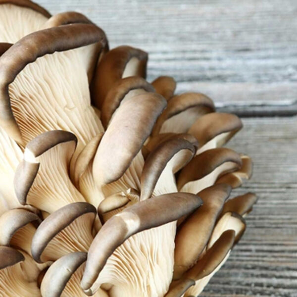 Bukovača, jedan od glavnih sastojaka u proizvodima Defendyl-Imuno&glukan.